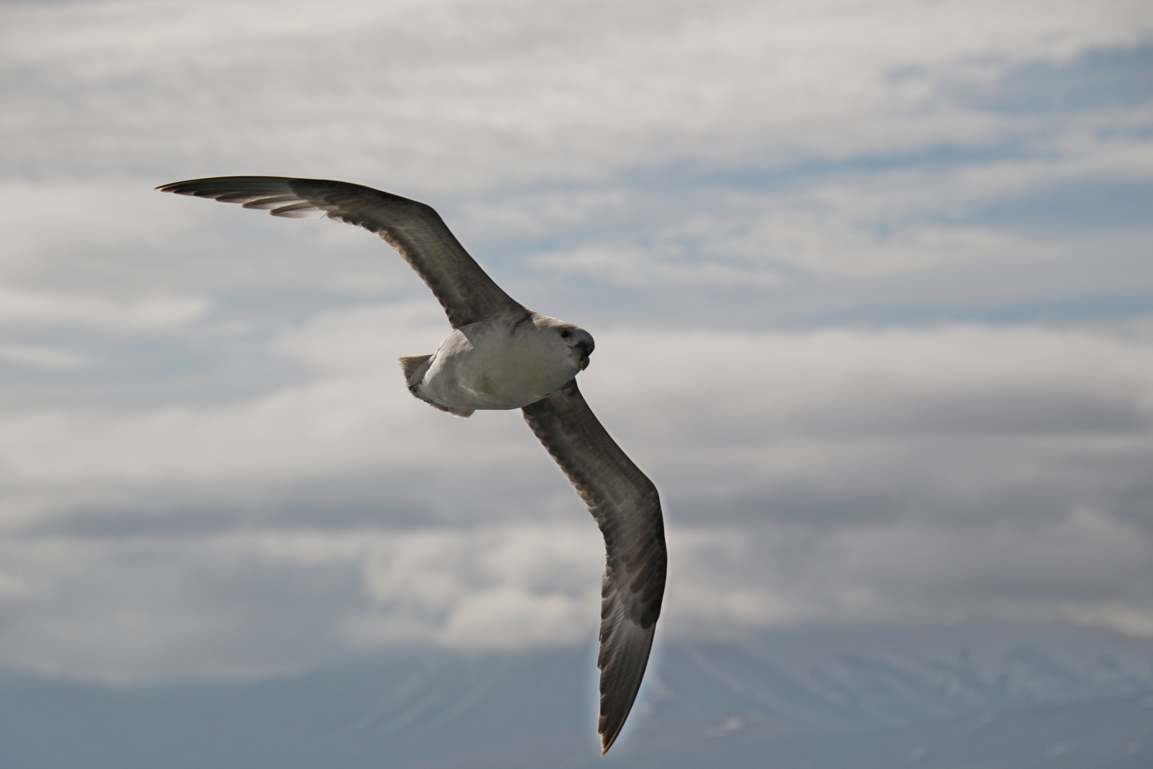 Eissturmvogel