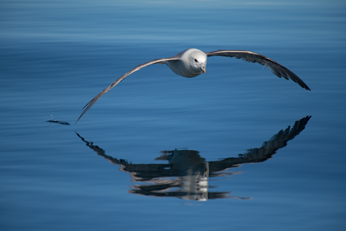 Eissturmvogel