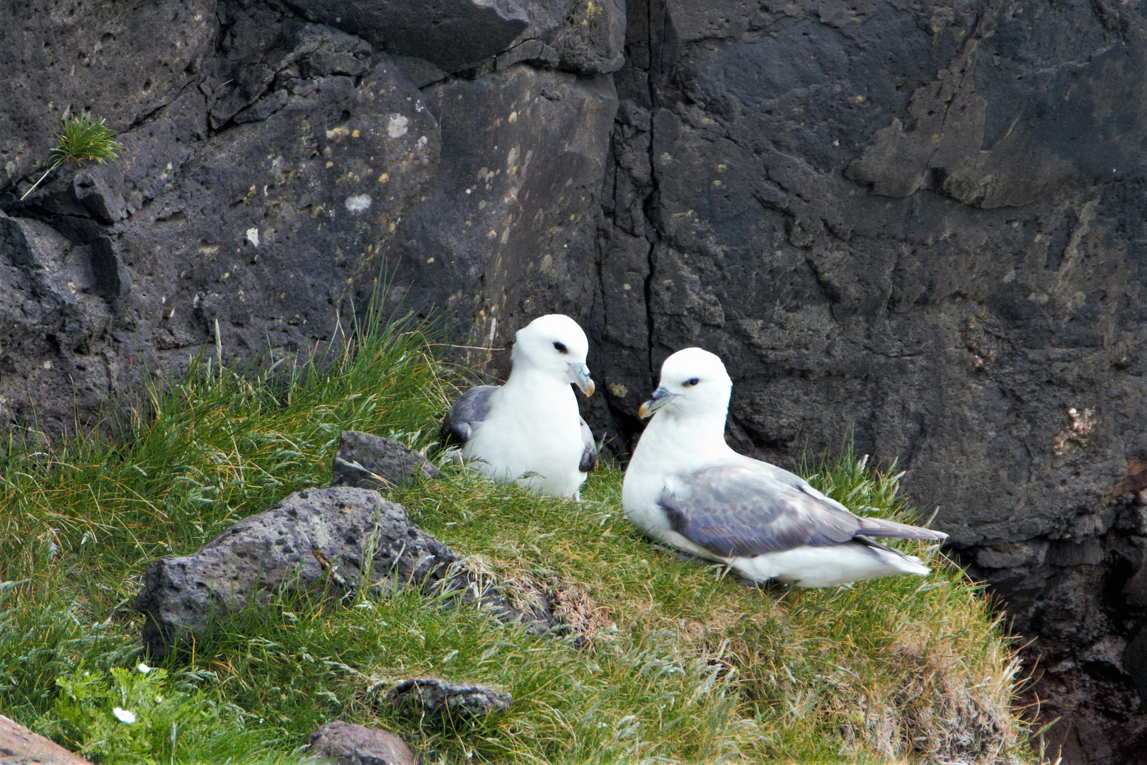  Eissturmvogel Färörer Inseln