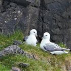  Eissturmvogel Färörer Inseln