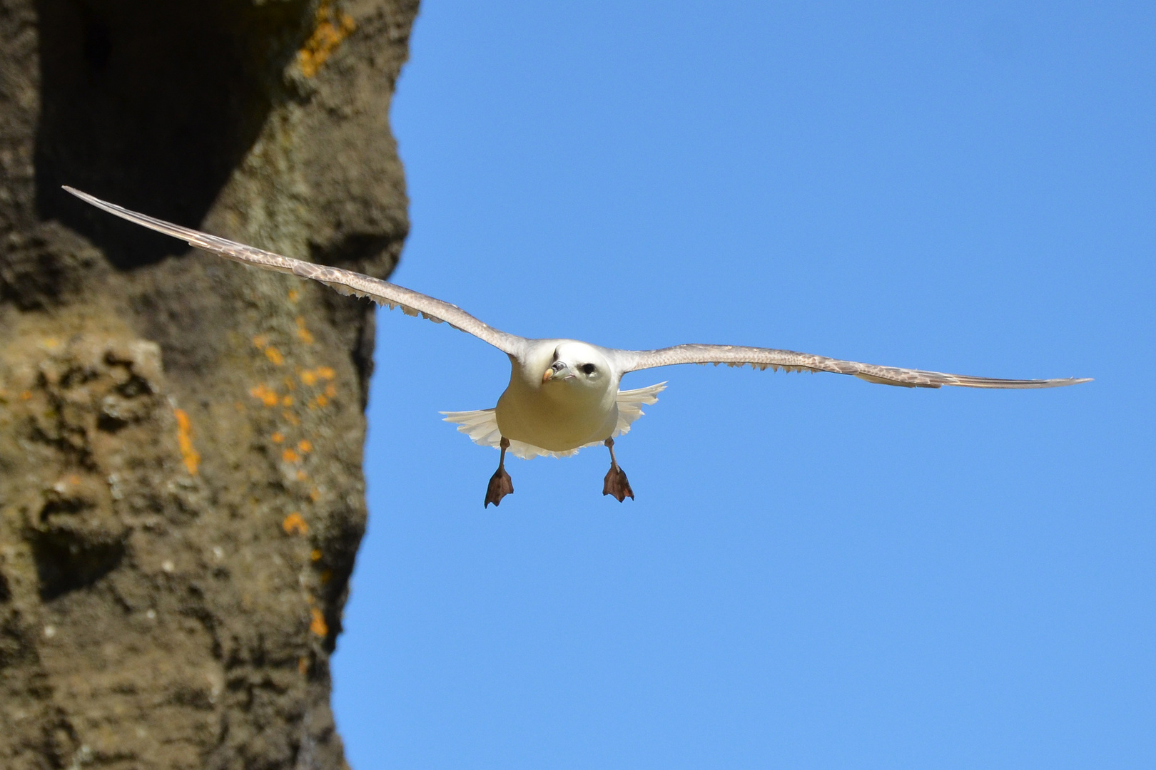 Eissturmvogel (Fulmarus glacialis)