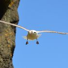 Eissturmvogel (Fulmarus glacialis)