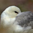 Eissturmvogel - Fulmarus glacialis