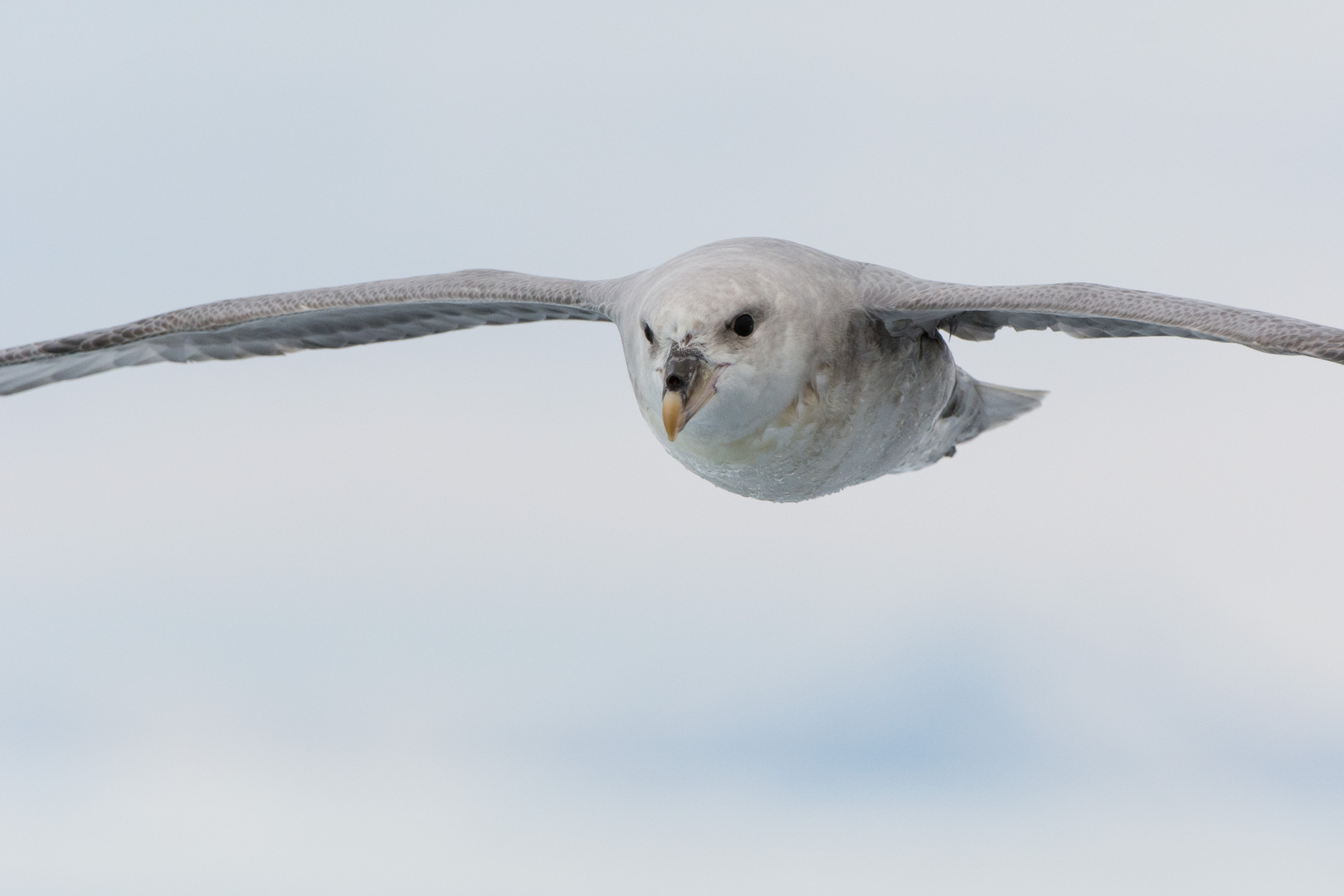 Eissturmvogel (Fulmarus glacialis)