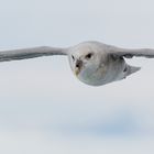 Eissturmvogel (Fulmarus glacialis)