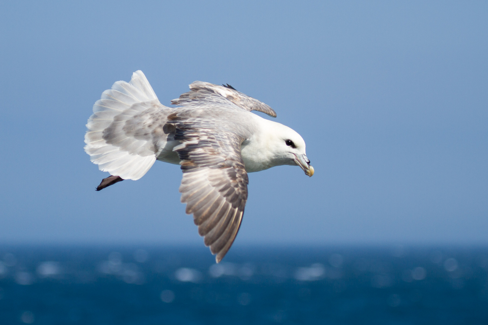 Eissturmvogel (Fulmarus glacialis)