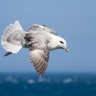 Eissturmvogel (Fulmarus glacialis)