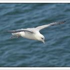 Eissturmvogel (Fulmarus glacialis)