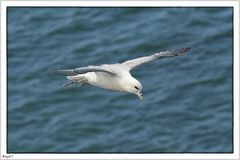 Eissturmvogel (Fulmarus glacialis)