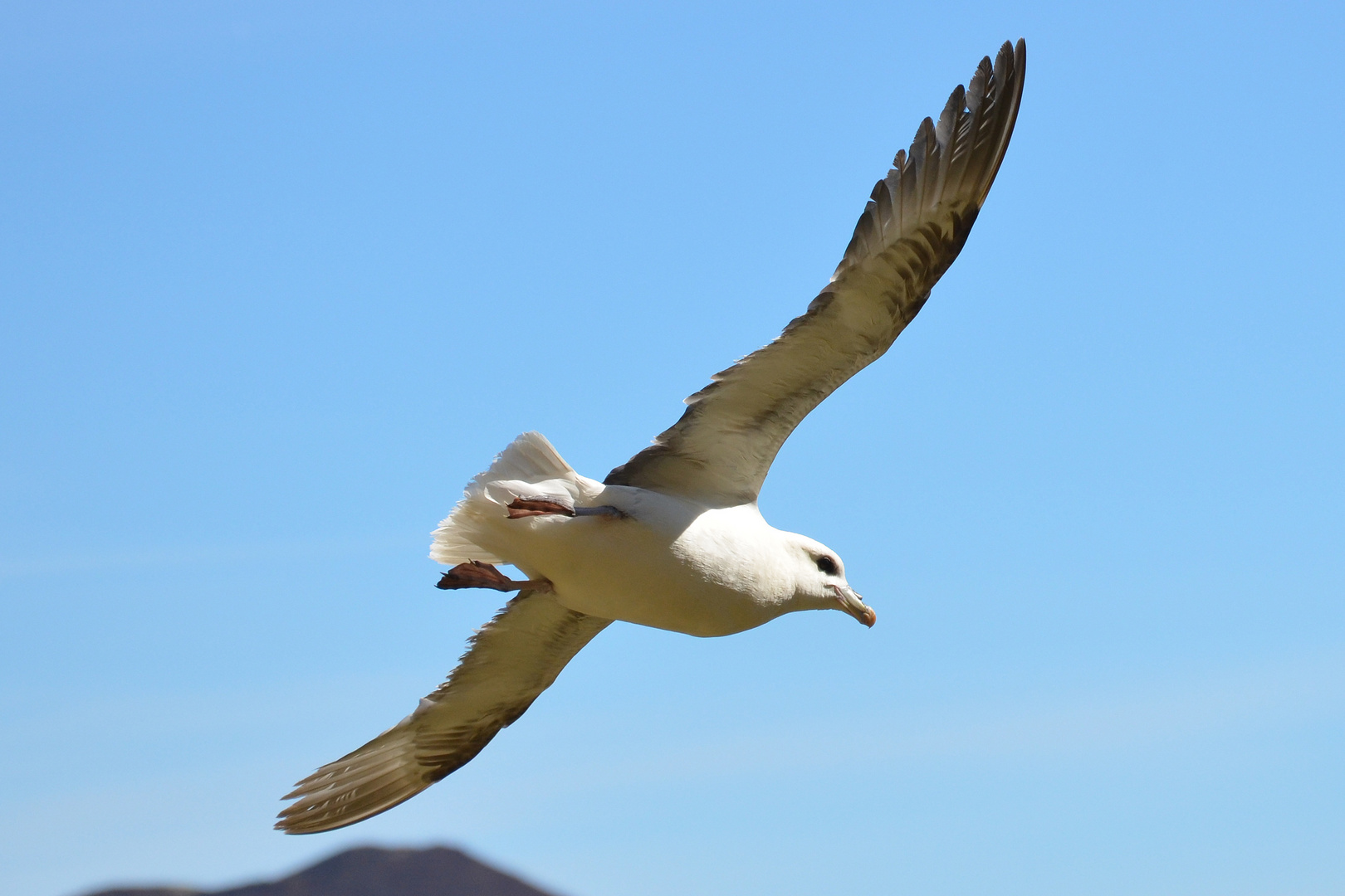 Eissturmvogel (Fulmarus glacialis)