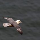 Eissturmvogel  (Fulmarus glacialis) auf Helgoland