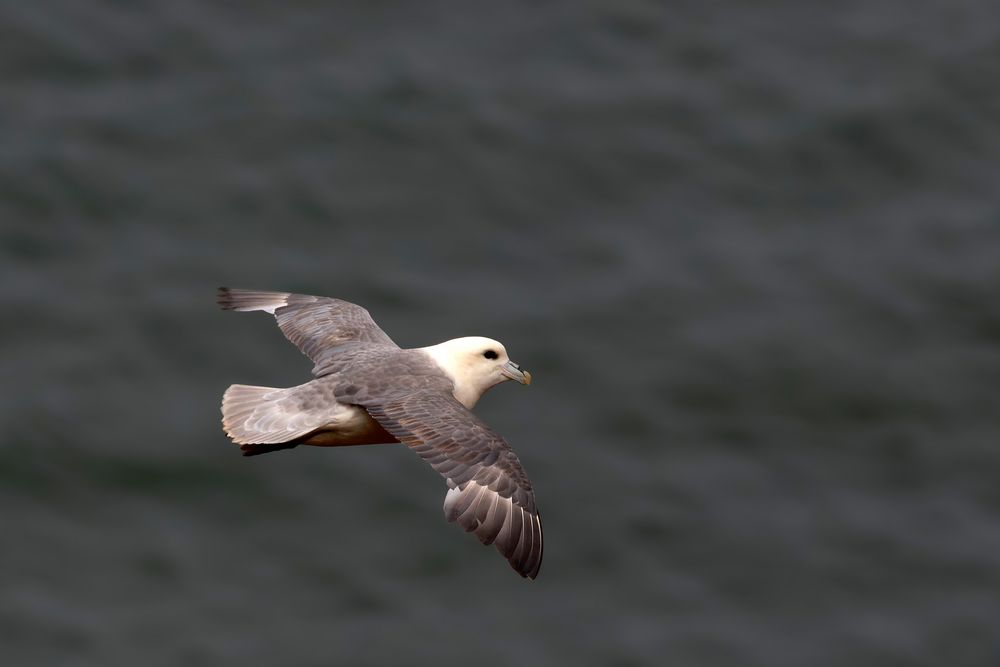 Eissturmvogel  (Fulmarus glacialis) auf Helgoland