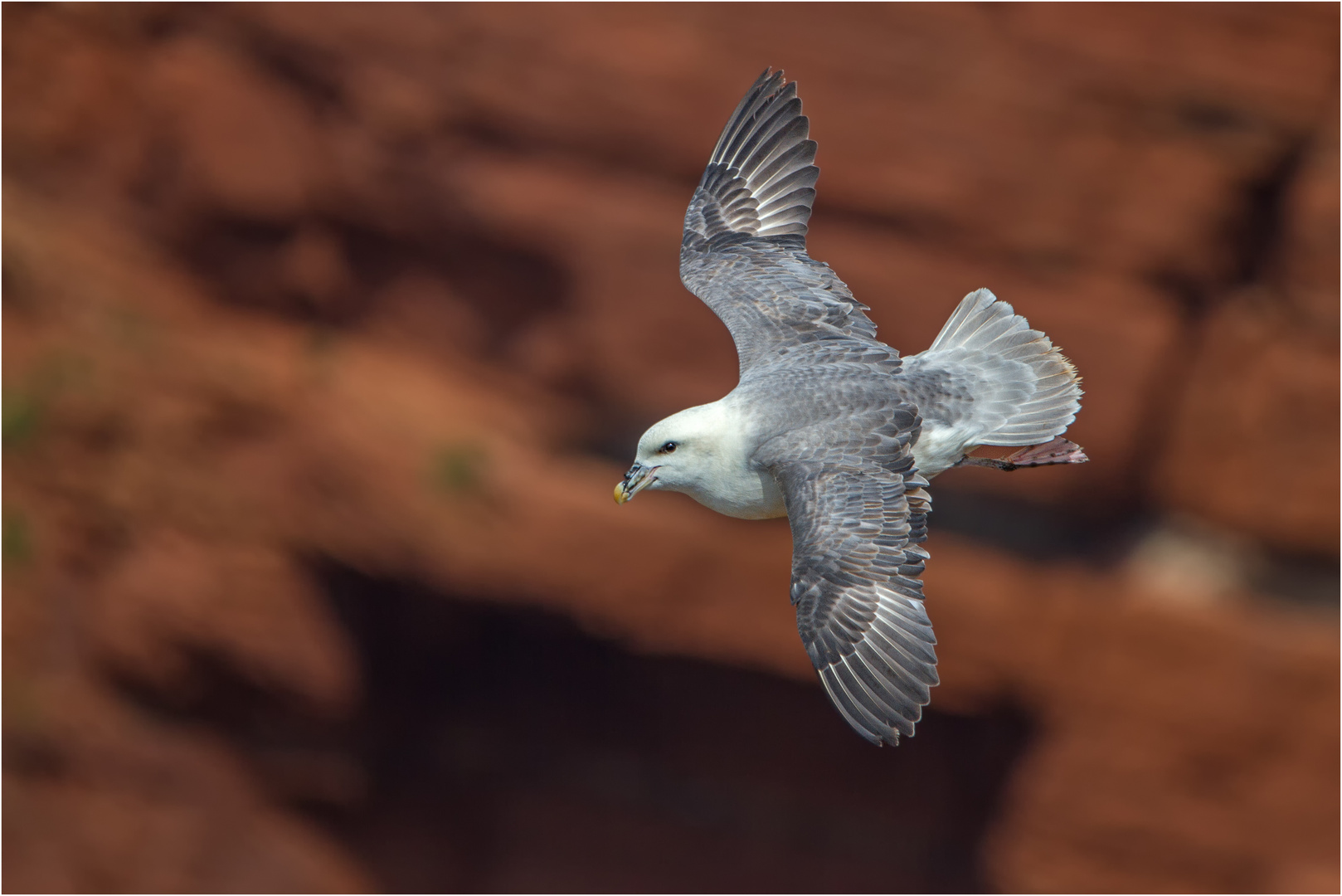 Eissturmvogel (Fulmarus glacialis)