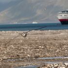 Eissturmvogel im Anflug