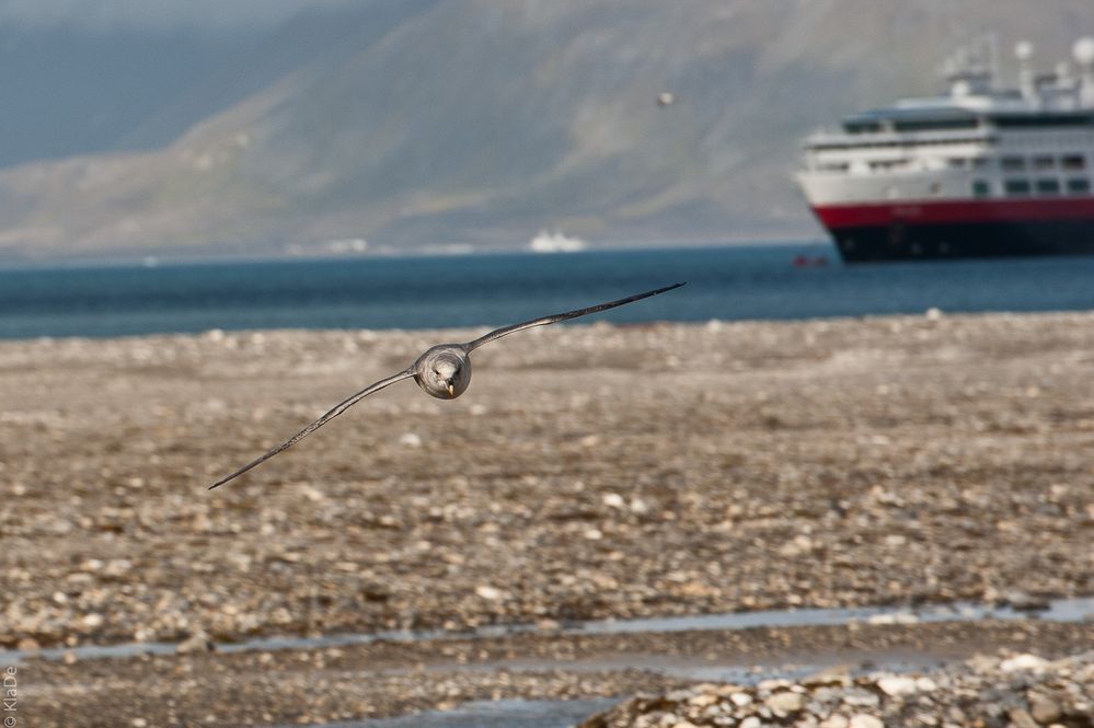 Eissturmvogel im Anflug