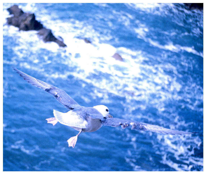 Eissturmvogel im Aufwind (Er ist größer als Ihr glaubt!)