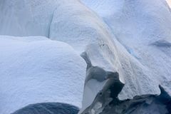 Eissturmvogel im Größenvergleich