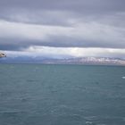 Eissturmvogel im Isfjorden auf der Insel spitzbergen