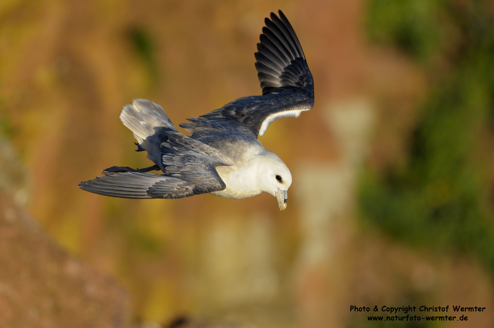 Eissturmvogel im Wind (D)