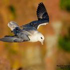 Eissturmvogel im Wind (D)