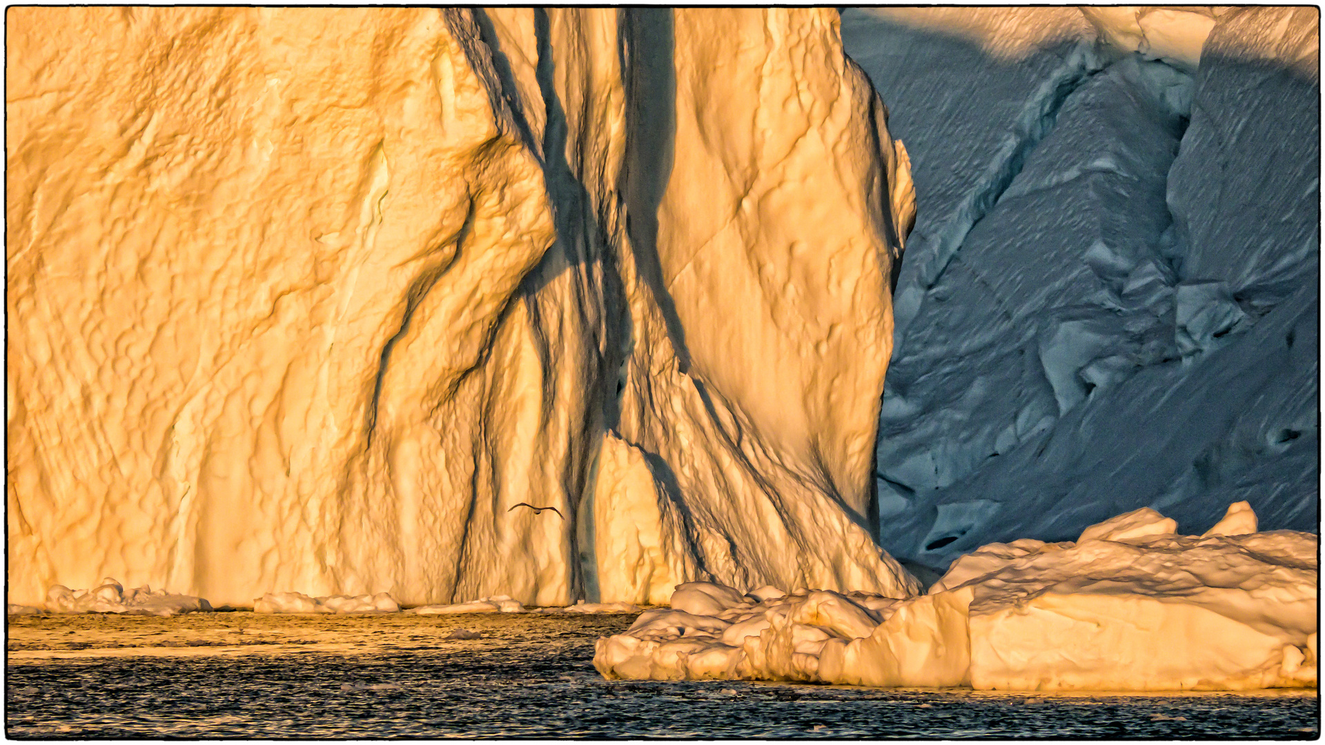 Eissturmvogel in der Abendsonne