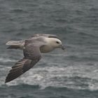 Eissturmvogel in Land´s End, Cornwall, UK