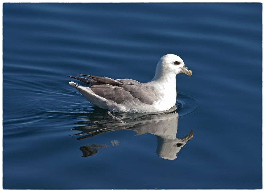 Eissturmvogel in ruhiger See