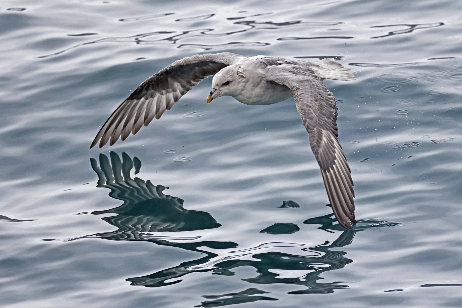 Eissturmvogel knapp über dem Wasser (northern fulmar)