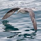 Eissturmvogel knapp über dem Wasser (northern fulmar)