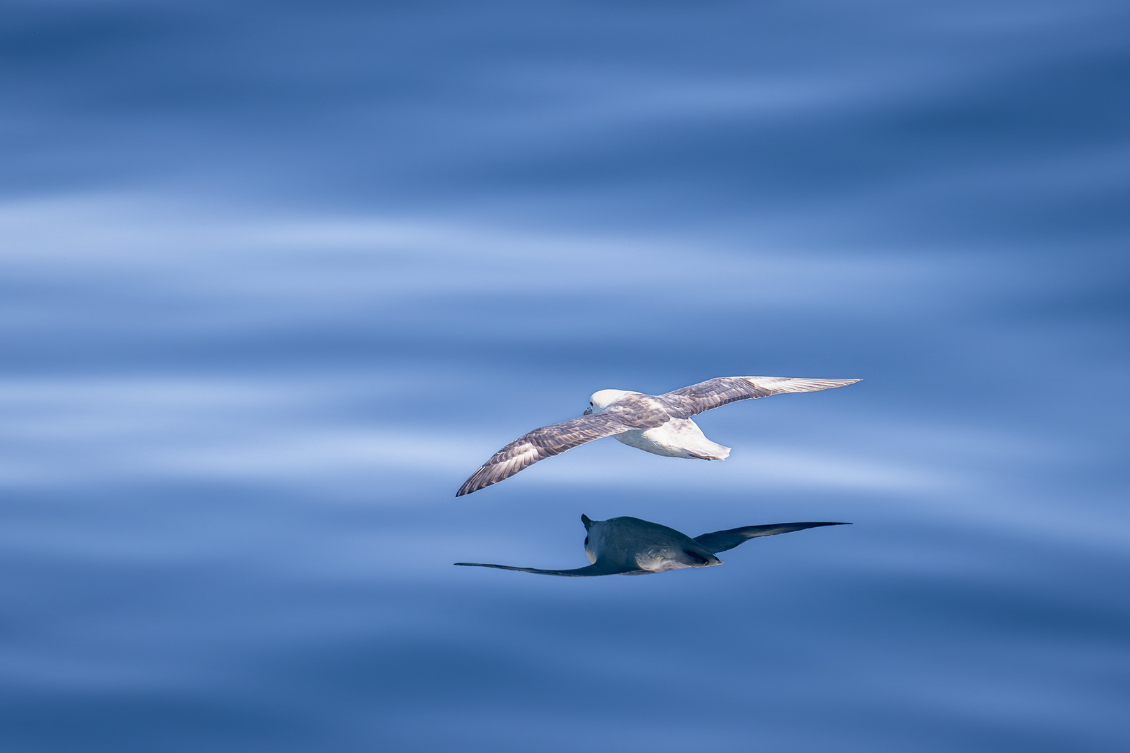 Eissturmvogel von oben und unten