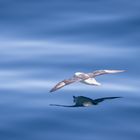 Eissturmvogel von oben und unten