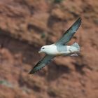 Eissturmvogel vor der 'Langen Anna'