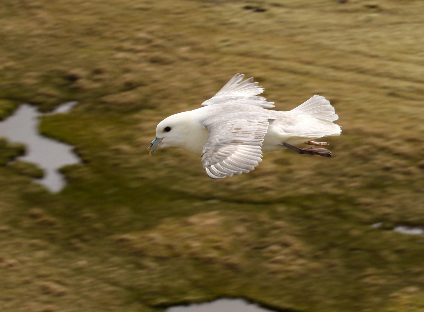 Eissturmvogel vor Island