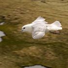 Eissturmvogel vor Island