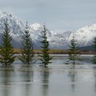 Eistannen auf den Lofoten