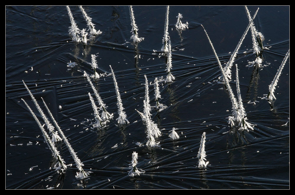 Eistanz der Binsen – Dancing ice, rushes