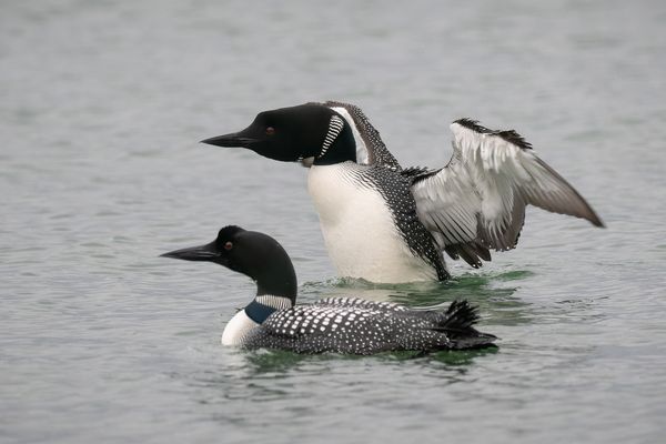 Eistaucher im Prachtkleid