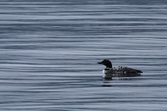 Eistaucher in den Westfjorden Islands