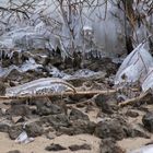 Eistier im Eiswald