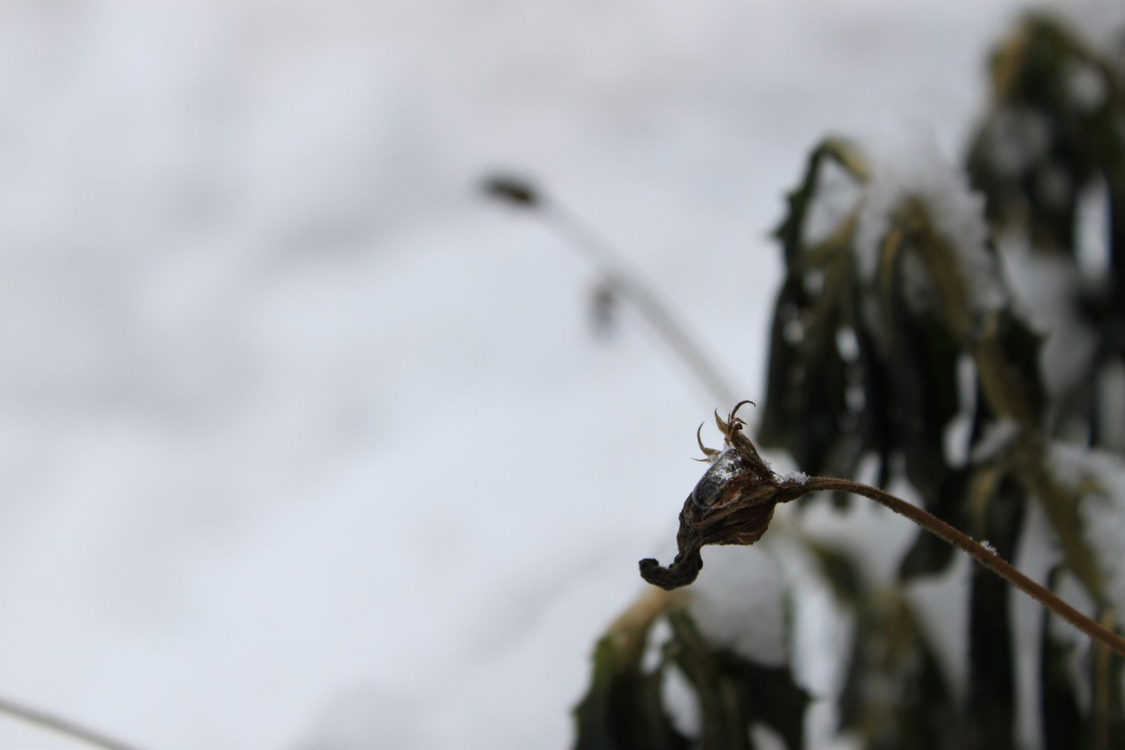 "Eisträne der Winterblüte"