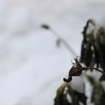 "Eisträne der Winterblüte"