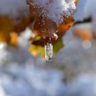 Eistropfen im Herbst