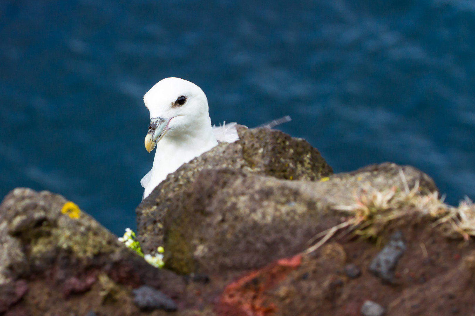 Eisturmvogel