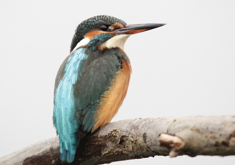 Eisvgel Weibchen