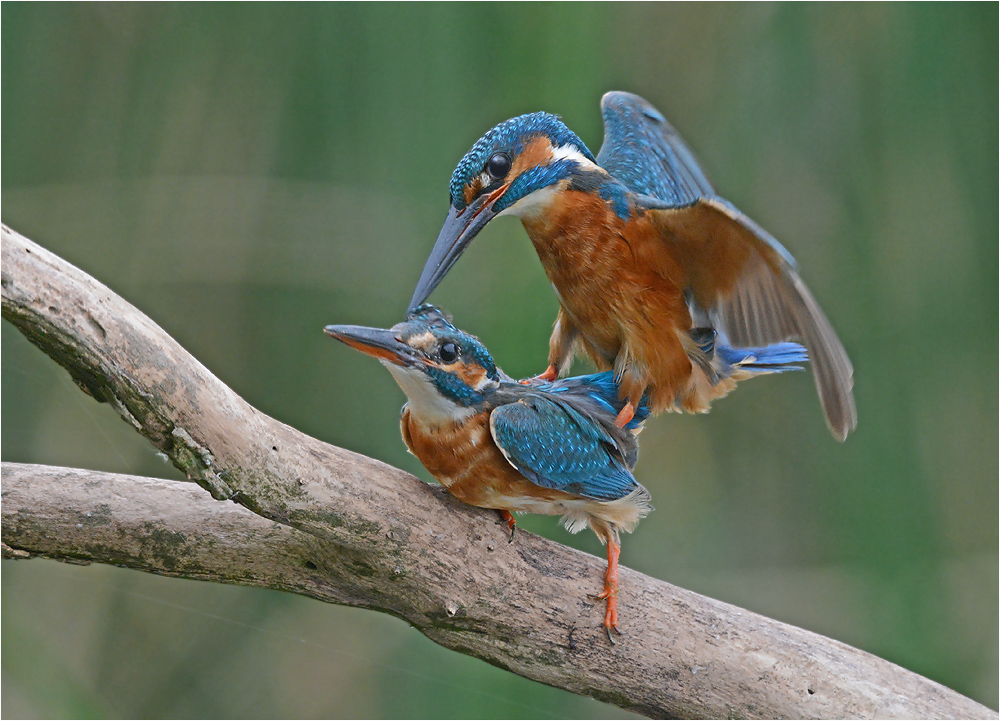 Eisvögel