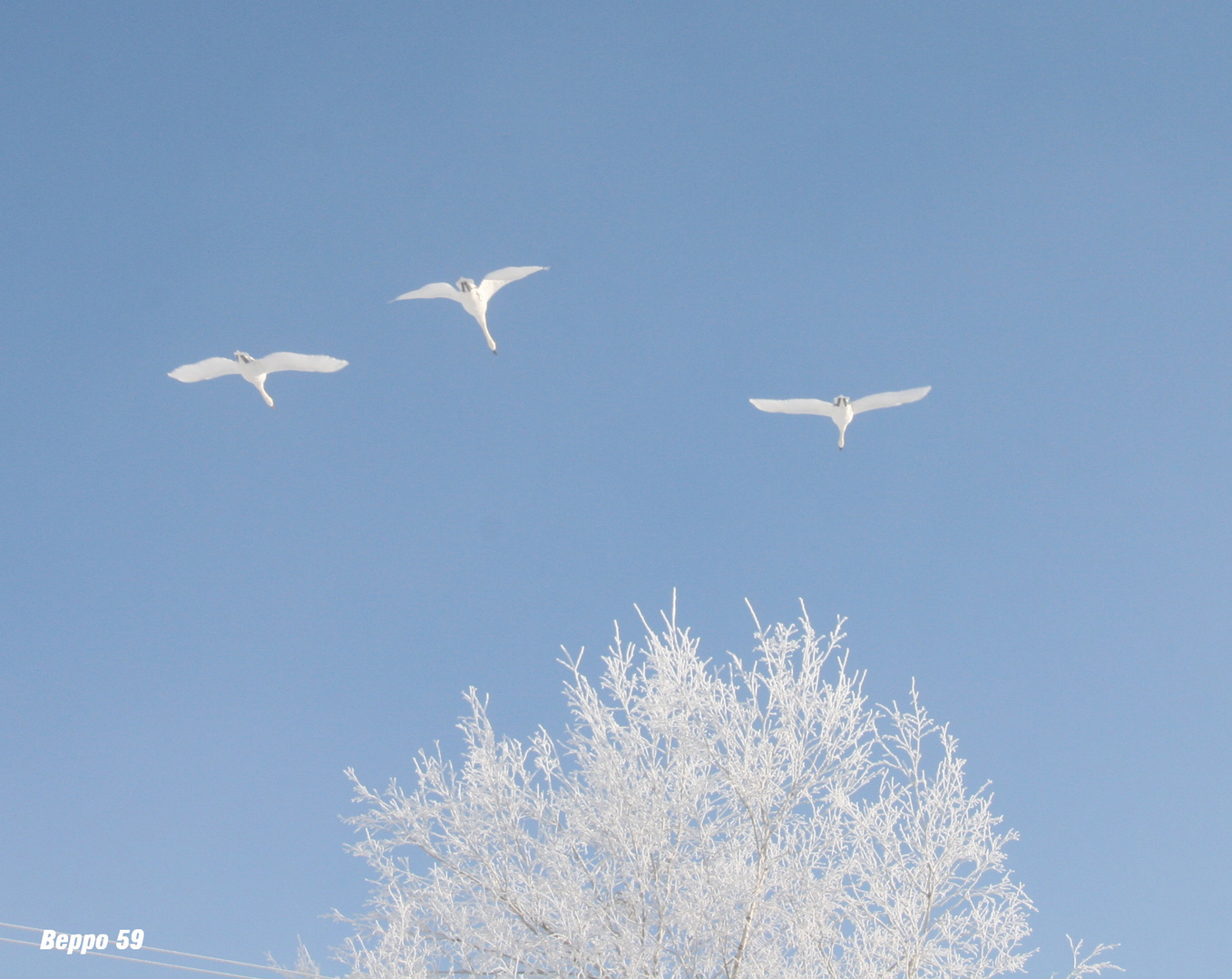 Eisvögel