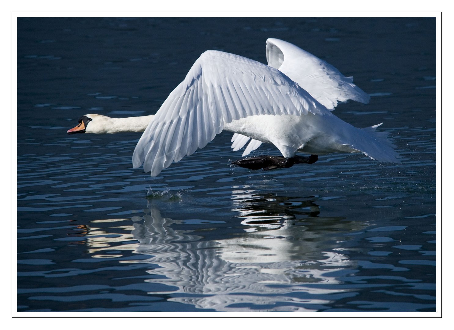 Eisvögel.....