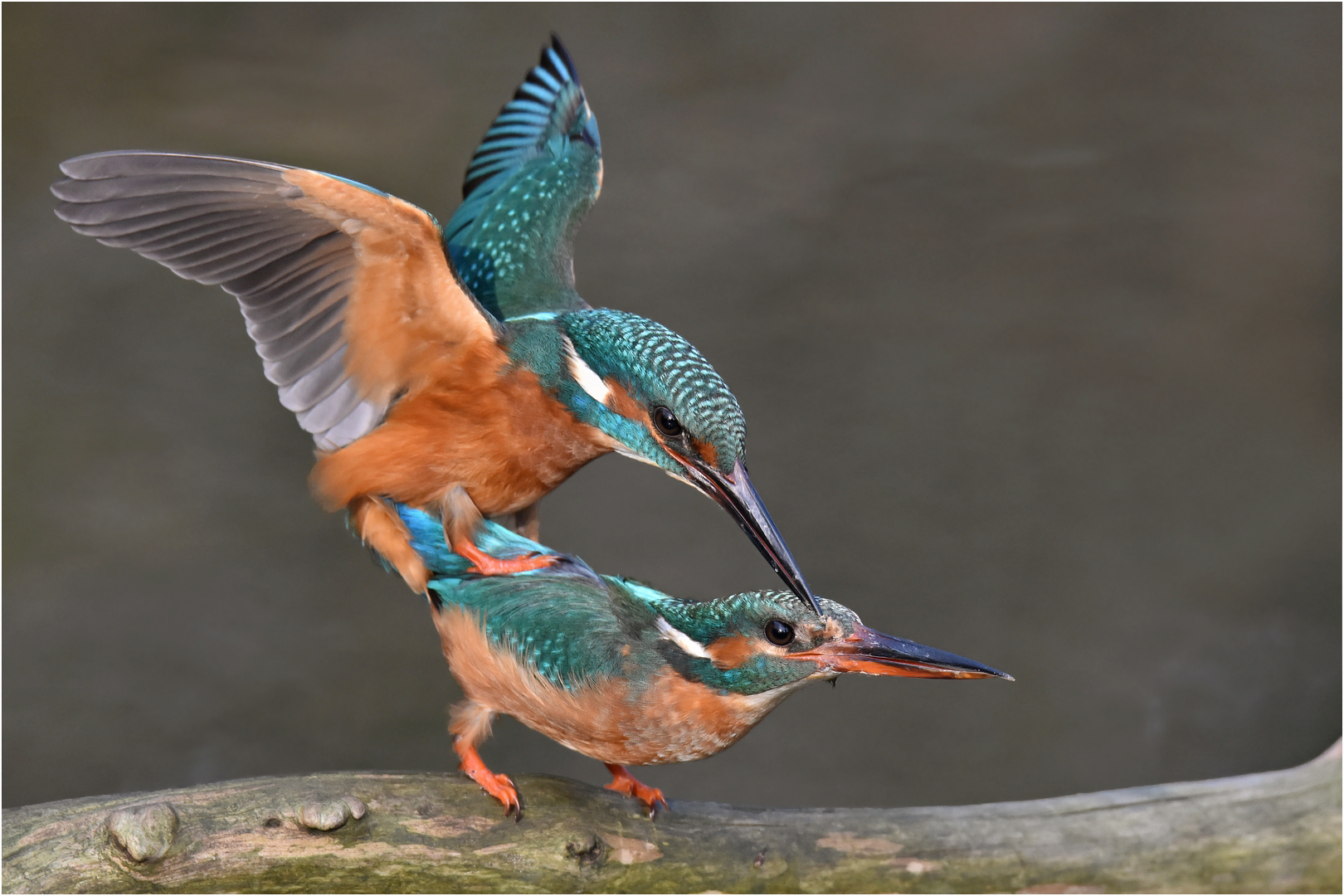 Eisvögel