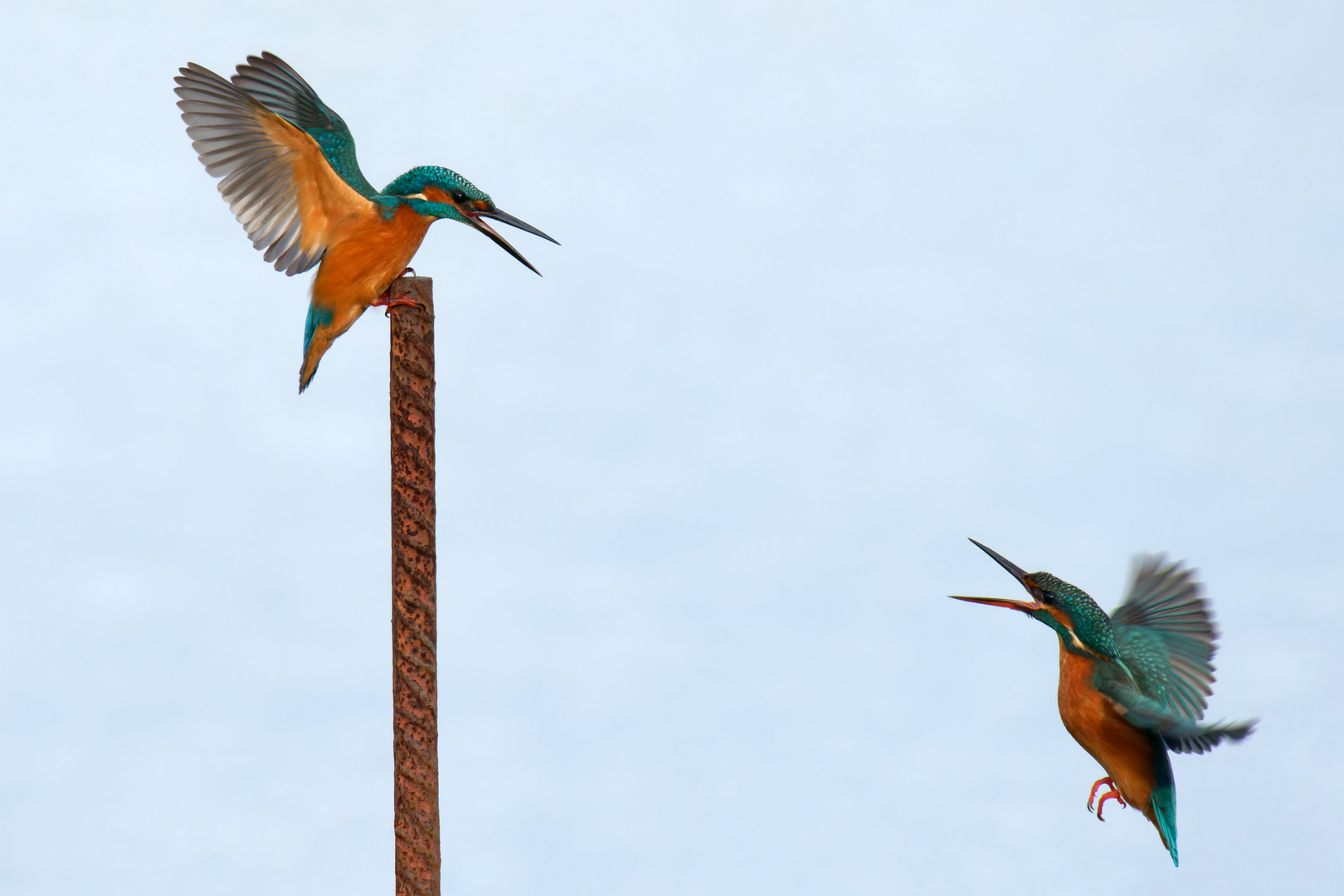 Eisvögel  (Alcedo atthis) Großes Palaver 