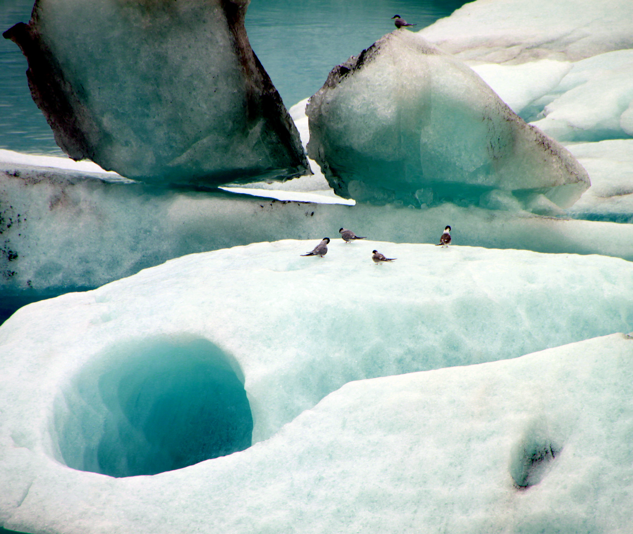 EisVögel